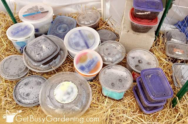 Closed winter sowing containers in the spring