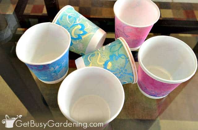 Dixie cups.