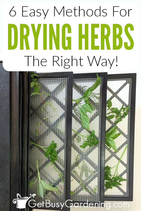 6 Easy Methods For Drying Herbs The Right Way!