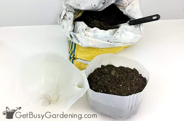 Filling a milk jug with soil