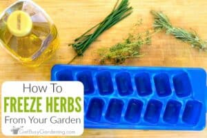 How To Freeze Herbs From The Garden