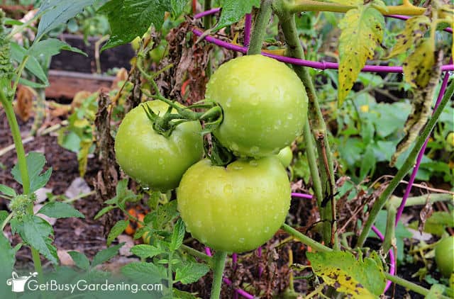 Green tomatoes not ripening