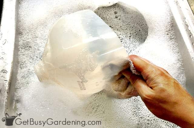 Hand washing winter sowing milk jug