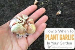 How To Plant Garlic In Your Garden