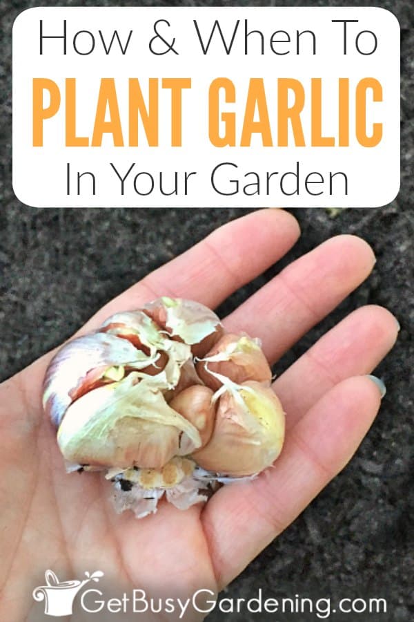 How & When To Plant Garlic In Your Garden