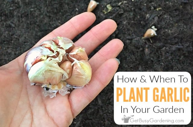 How To Plant Garlic In Your Garden