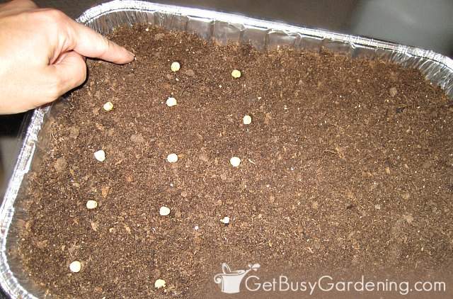 Planting seeds in a winter sowing container.