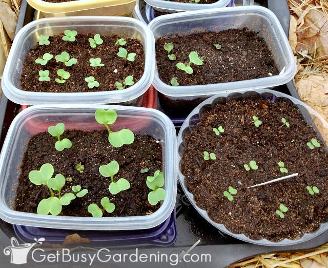 Seeds germinated in winter sowing soil