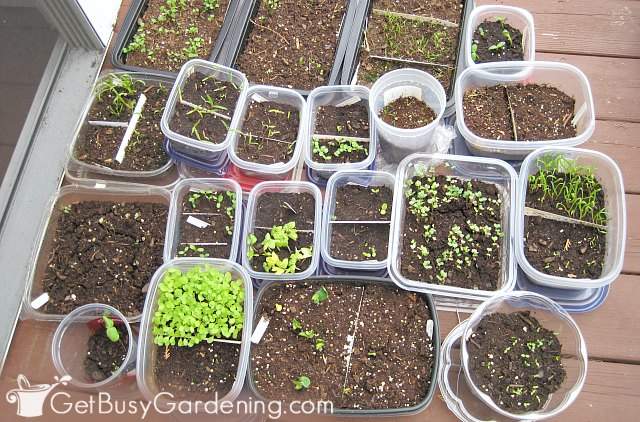 Several containers of winter sown seedlings on my deck.