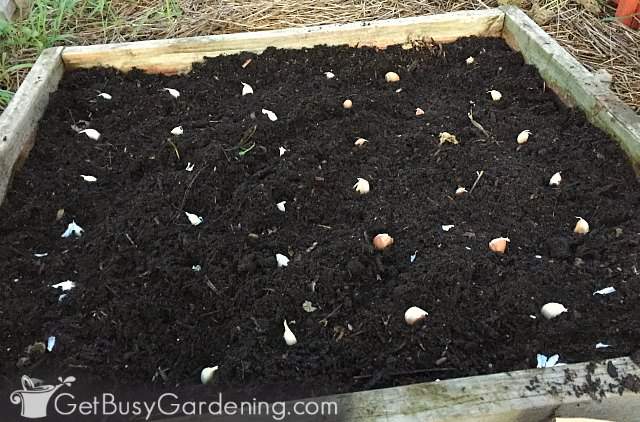 Spacing out garlic cloves in raised bed