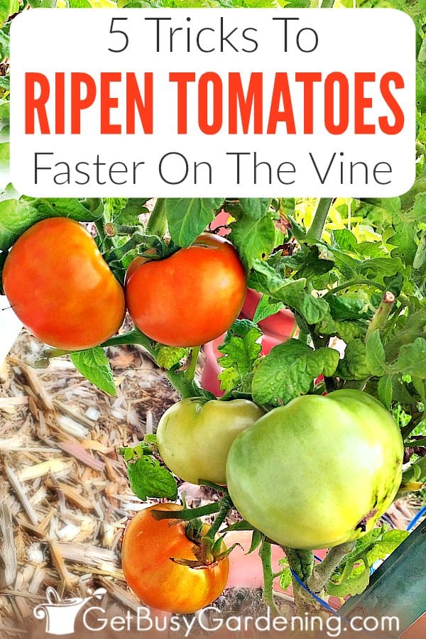5 Tricks To Ripen Tomatoes Faster On The Vine