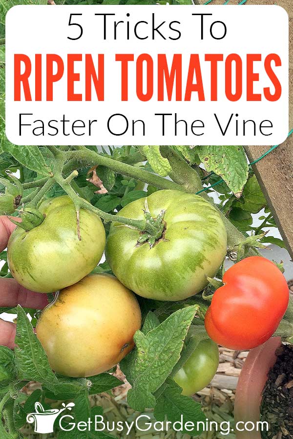 5 Tricks To Ripen Tomatoes Faster On The Vine