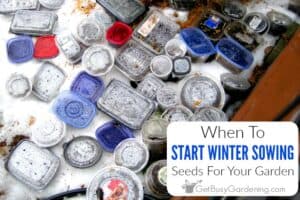 When To Start Winter Sowing Your Seeds