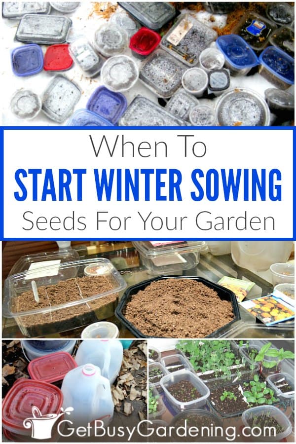When to start winter sowing seeds for your garden