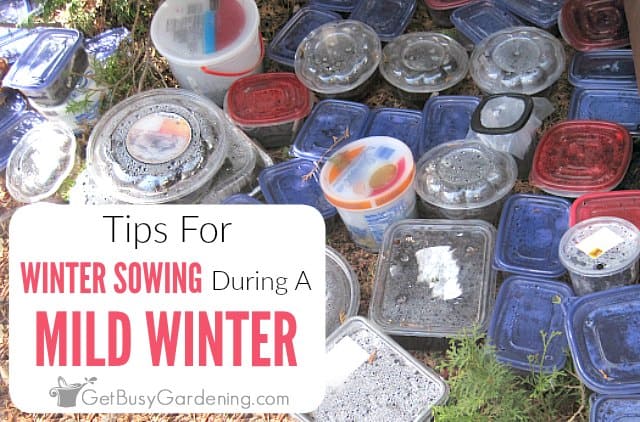 Tips For Winter Sowing During A Mild Winter