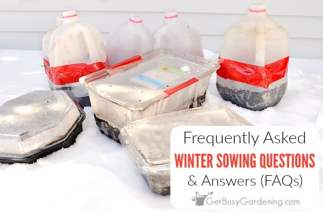 Winter Sowing Questions & Answers (FAQs)