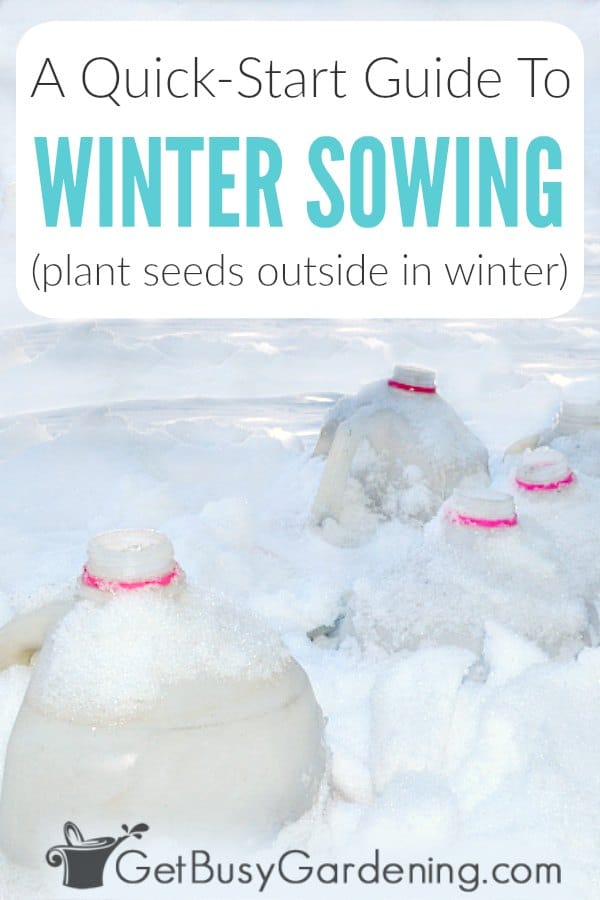 A Quick-Start Guide To Winter Sowing (plant seeds outside in winter)