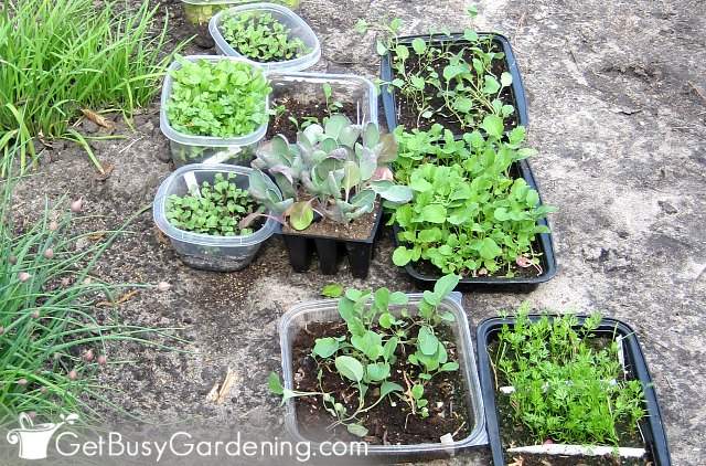 Winter sown seedlings ready to transplant into the garden.