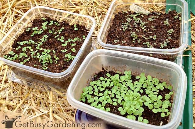 Winter sown seeds germinating in containers