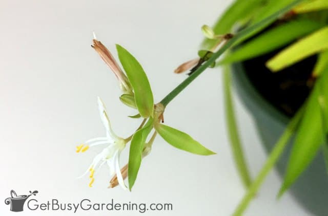 Brand new spider plant pup just starting to grow Brand new spider plant pup just starting to grow