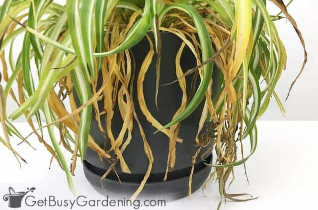 Brown leaves on spider plant