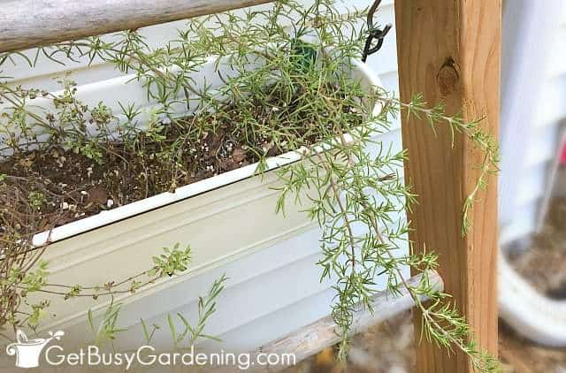Creeping rosemary in a hanging planter