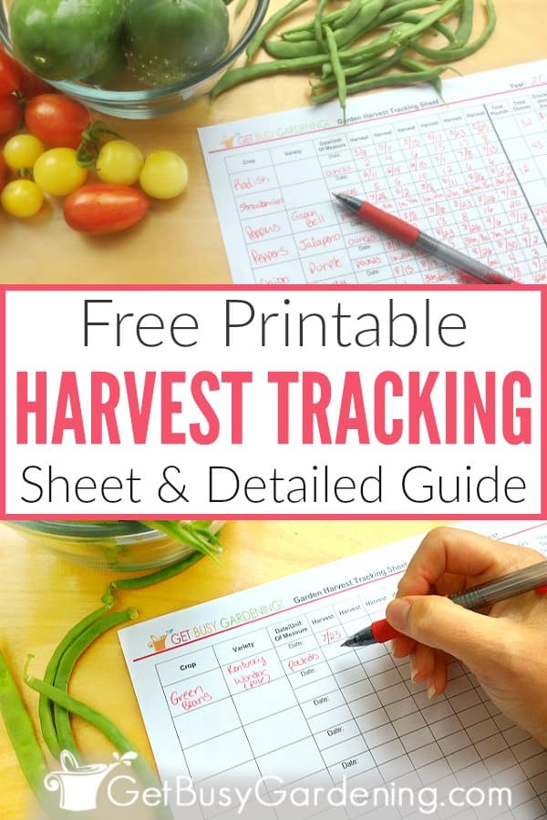 Free Printable Harvest Tracking Sheet & Detailed Guide
