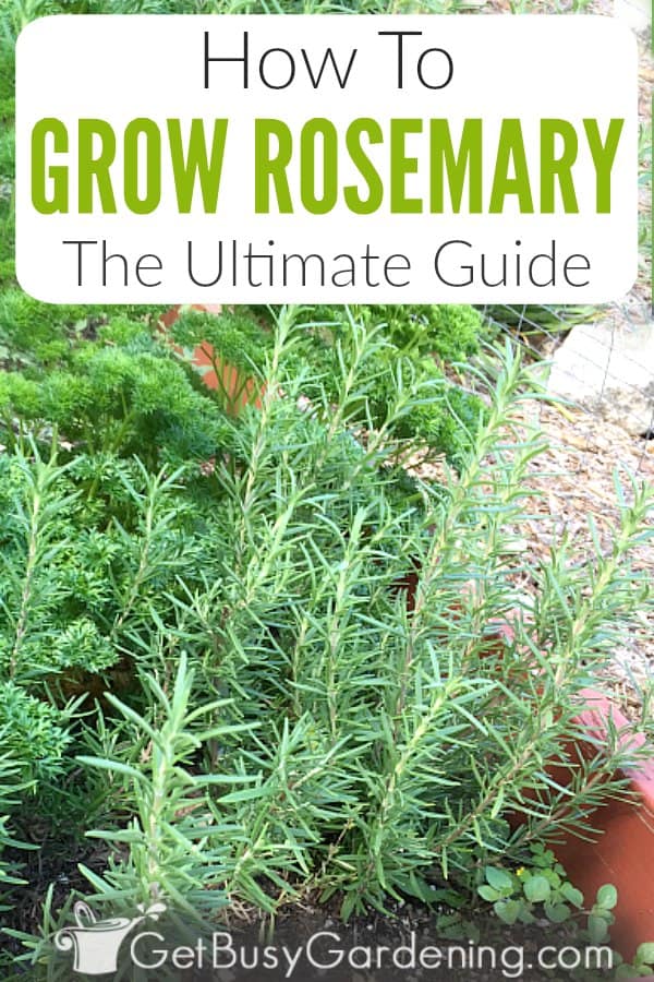 How To Grow Rosemary: The Ultimate Guide