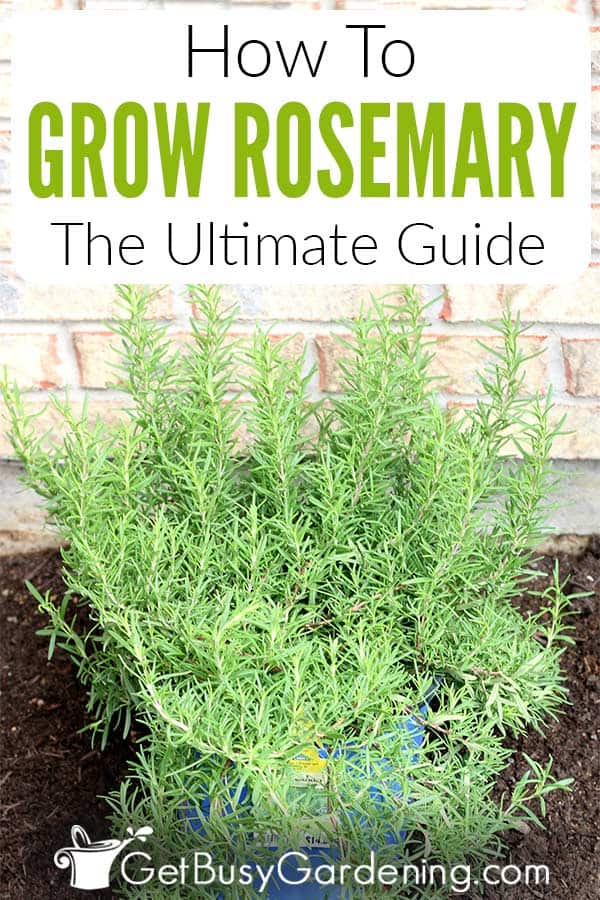 How To Grow Rosemary: The Ultimate Guide