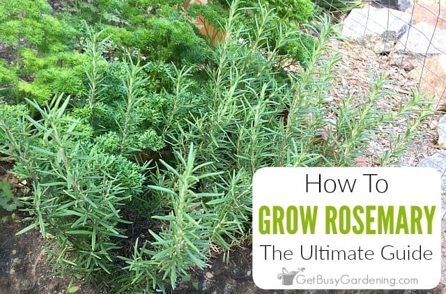 Rosemary - growing, care and harvesting rosemary