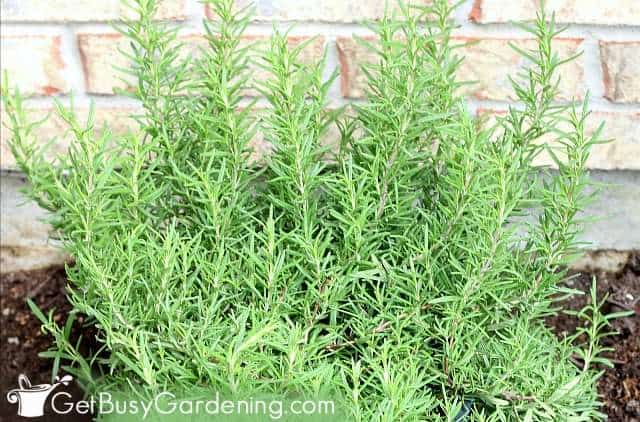 Healthy rosemary plant growing in the garden