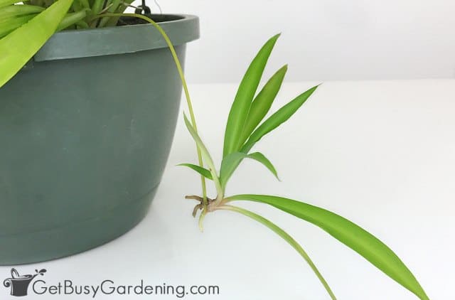 Mature spider plant baby