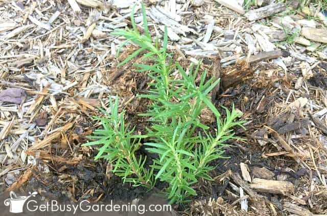 Newly planted rosemary in my garden