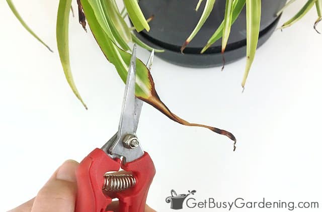 Pruning spider plant brown tips