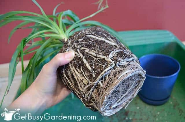 Repotting a root-bound spider plant