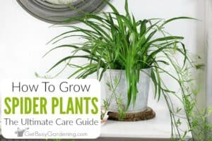 How to Plant and Grow Spider Plant