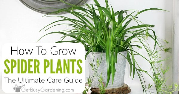 Spider Plants: A Growing & Care Guide