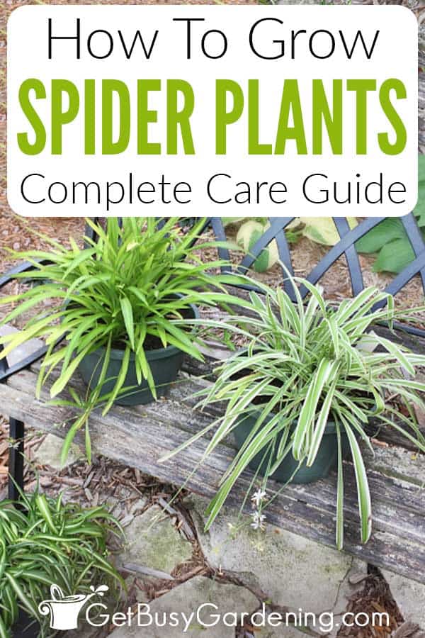 How To Grow Spider Plants: Complete Care Guide