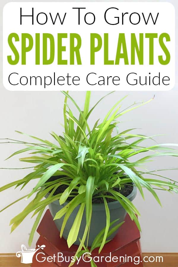 Curly Spider Plants, Chlorophytum comosum 'Bonnie' — The Tender Gardener