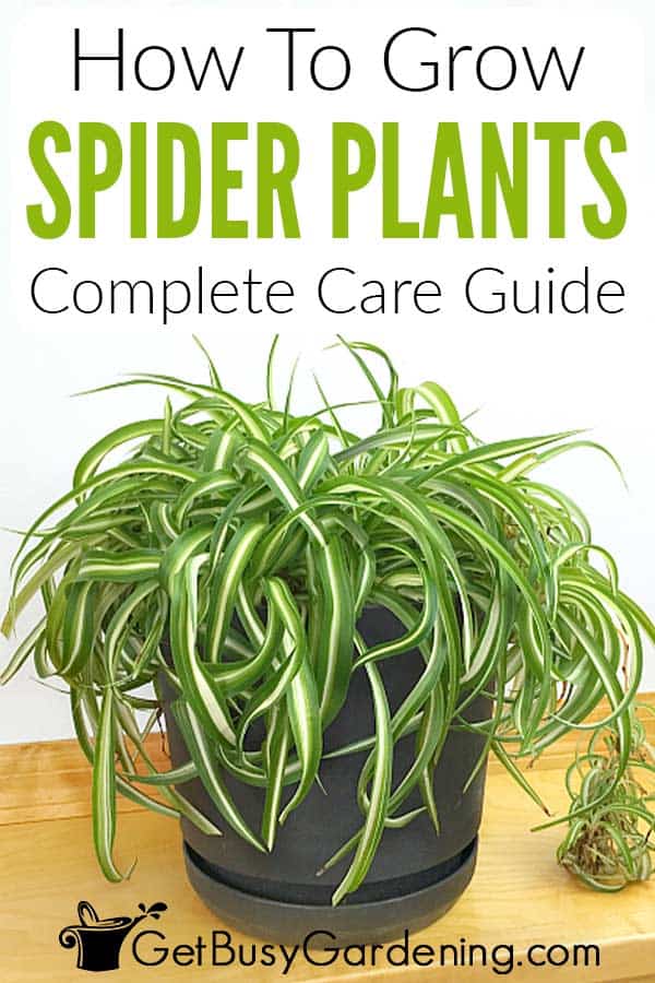 Caring for your Spider Plant (Chlorophytum Comosum) – Ana Hana Flower