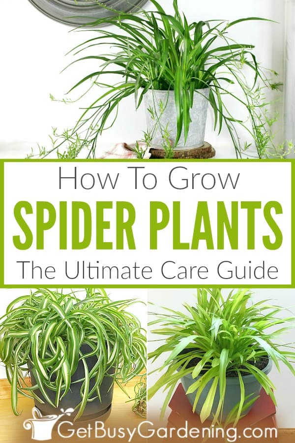 Spider Plants: A Growing & Care Guide