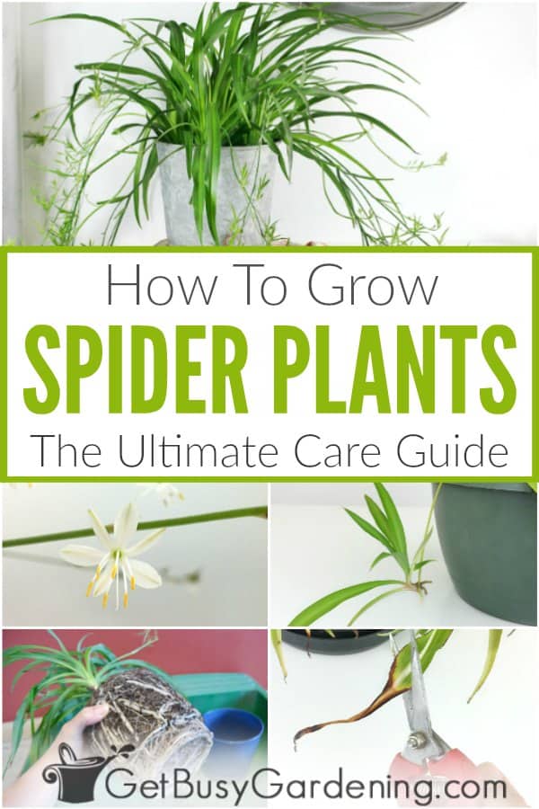 Caring for your Spider Plant (Chlorophytum Comosum) – Ana Hana Flower