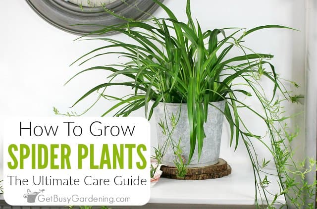 Curly Spider Plants, Chlorophytum comosum 'Bonnie' — The Tender Gardener