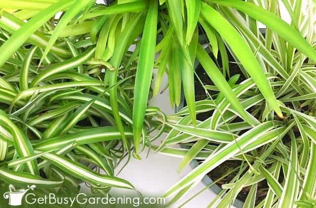 Curly Spider Plants, Chlorophytum comosum 'Bonnie' — The Tender Gardener