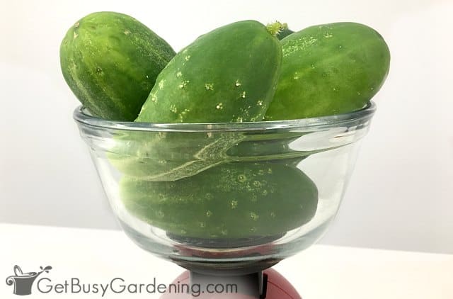 Weighing cucumber harvest on kitchen scale