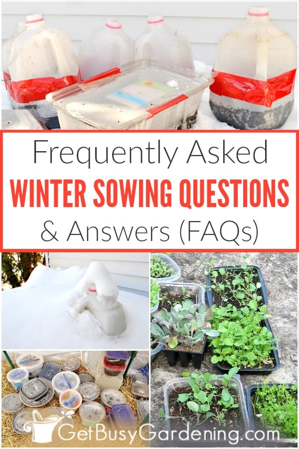 Frequently Asked Winter Sowing Questions & Answers (FAQs)