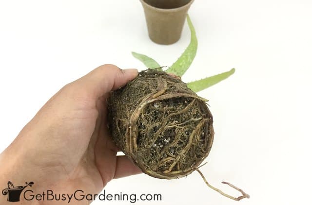 A root bound indoor plant needs repotting in the fall