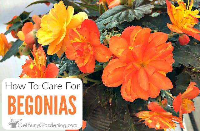 How To Care For Begonias - Begonia Care Guide