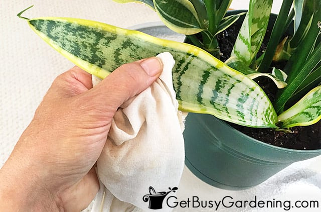 Cleaning houseplant leaves with dust rag