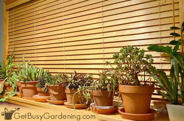Closed blinds at night help protect houseplants from drafts